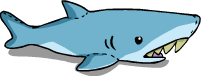 Shark Plush Toy