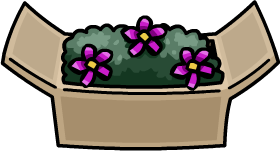Box Plant