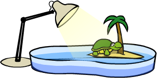 Turtle Bowl