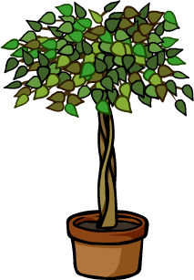 Ficus Plant