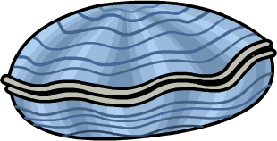Clam