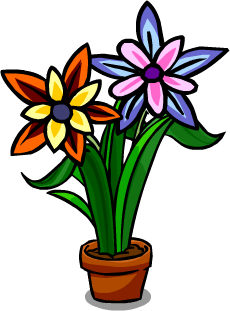 Sunset Flowers