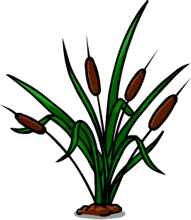 Bulrushes