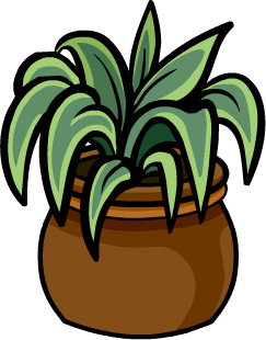 Evergreen Plant