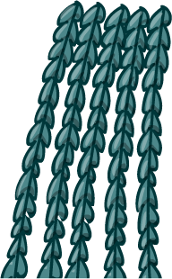 Sea Streamers