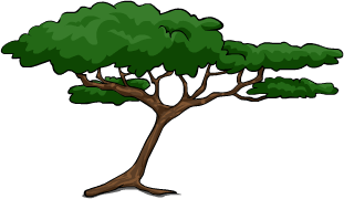 Acacia Tree